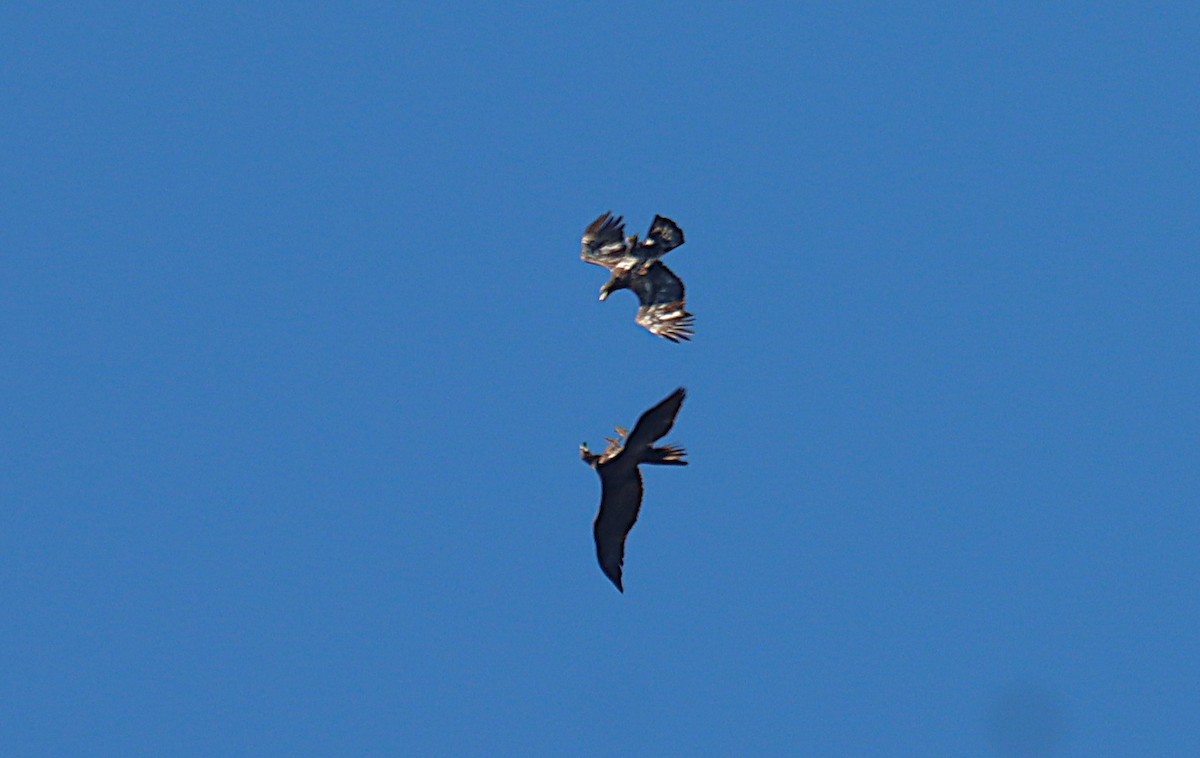 Bald Eagle - ML644863539