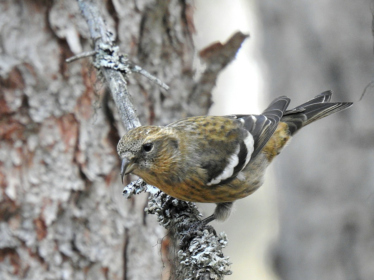 båndkorsnebb - ML644863541