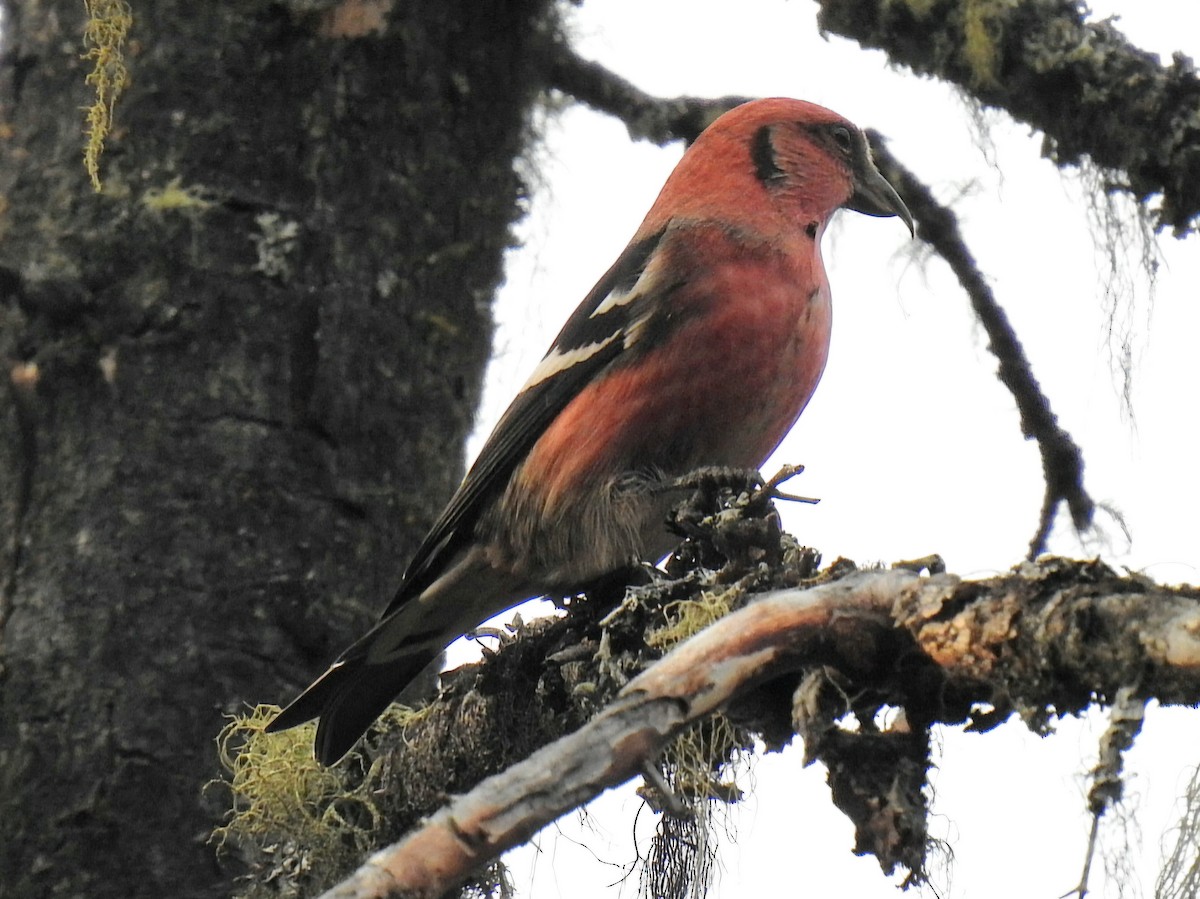 båndkorsnebb - ML644863542