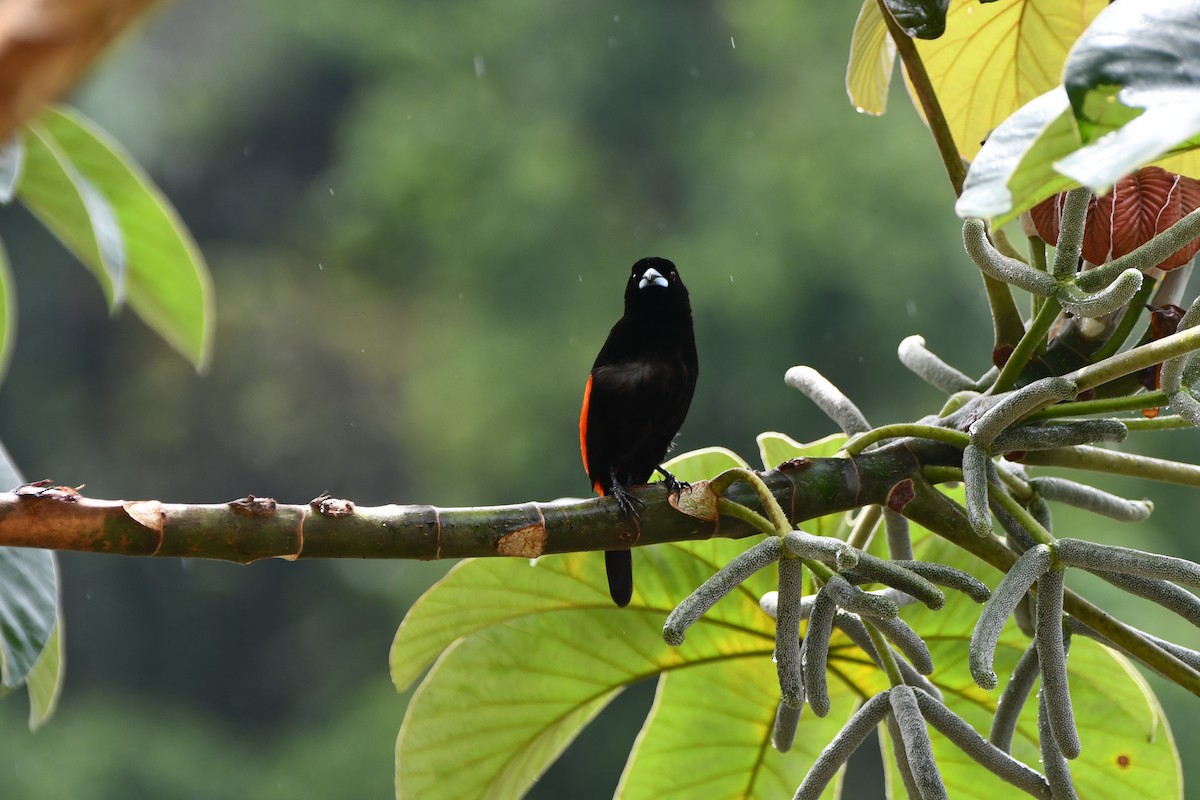 Scarlet-rumped Tanager - ML644863543