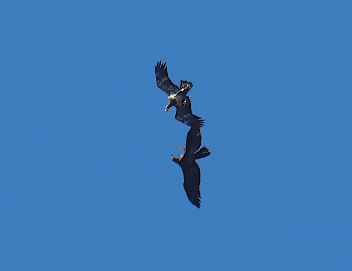 Bald Eagle - ML644863544