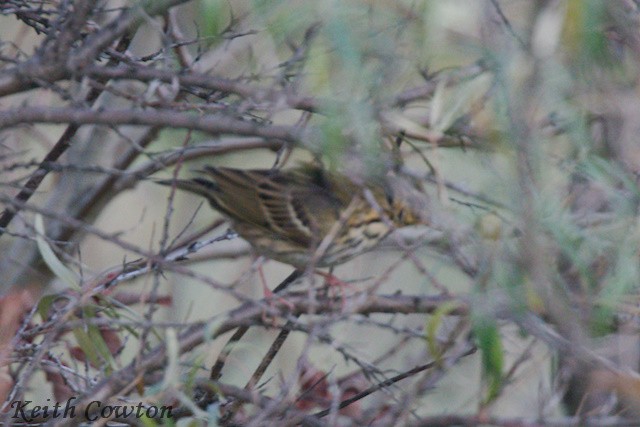 Щеврик оливковий - ML644863547