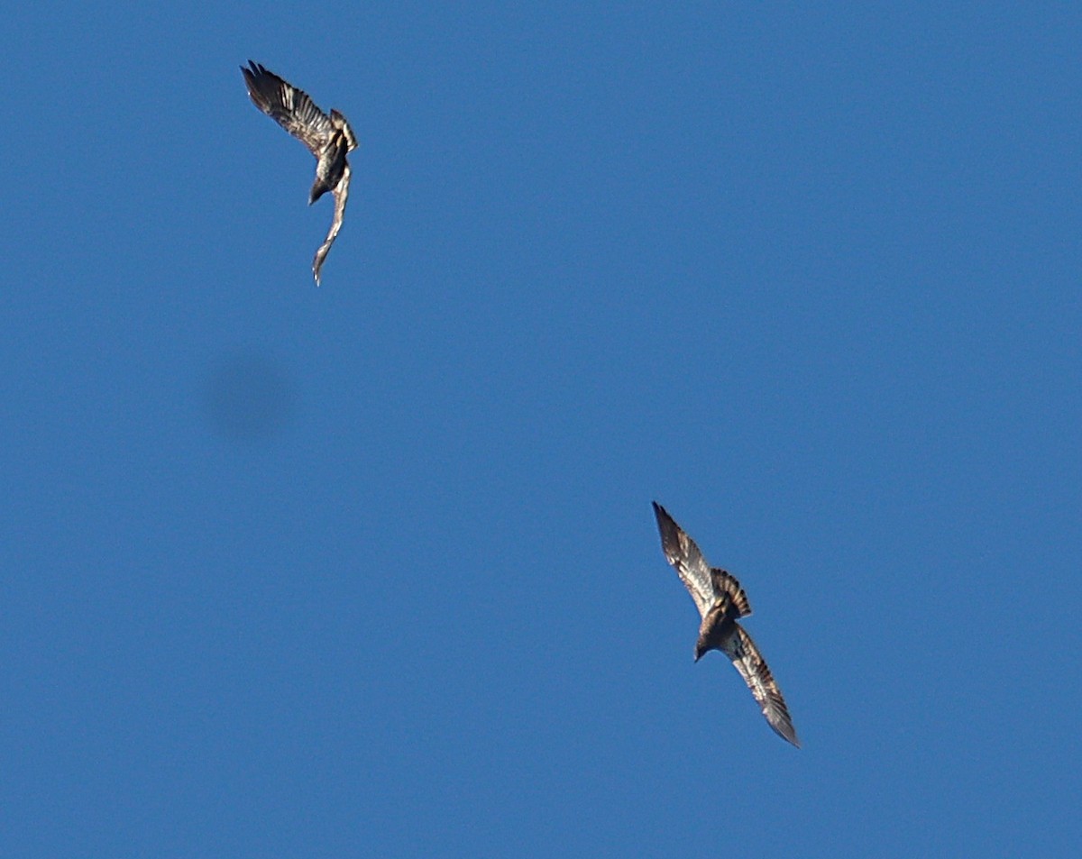 Bald Eagle - ML644863548