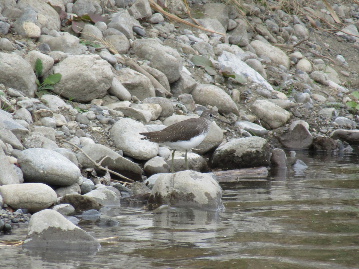 skogsnipe - ML644863554