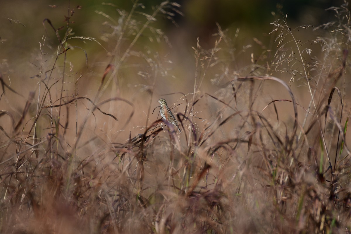 Savannah Sparrow - ML644863555