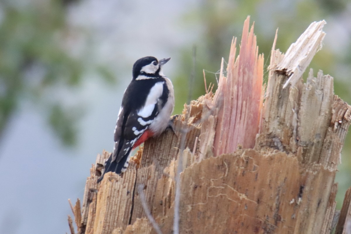 נקר עקוד - ML644863556