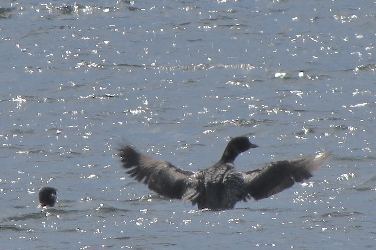 Common Loon - ML644863558
