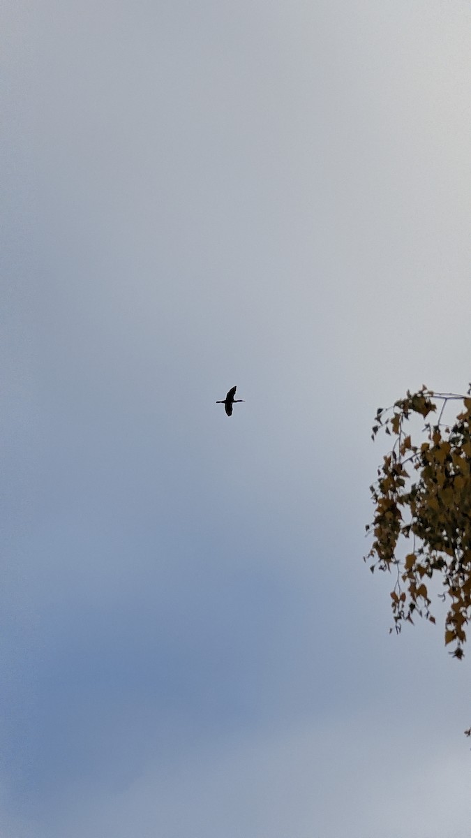 Great Cormorant - ML644863562