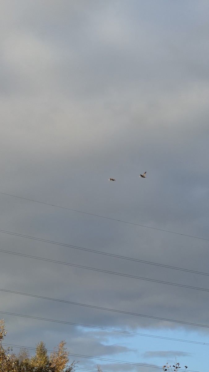 Great Cormorant - ML644863567