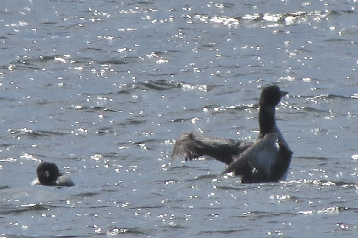Common Loon - ML644863577