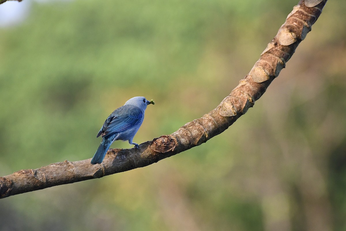 Blue-gray Tanager - ML644863578