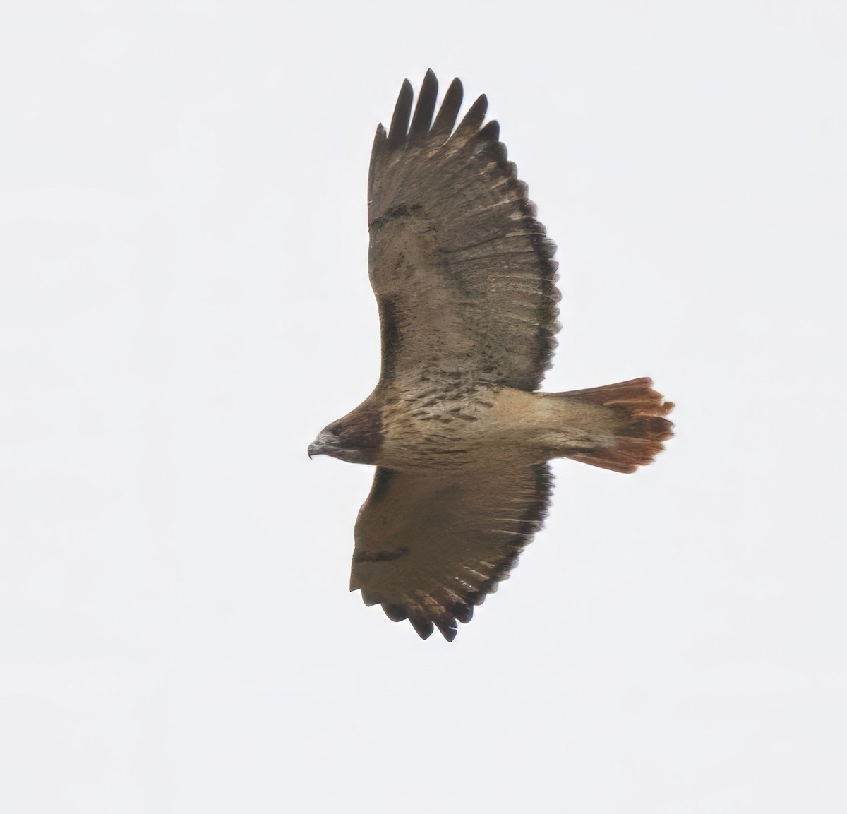 Red-tailed Hawk - ML644863590