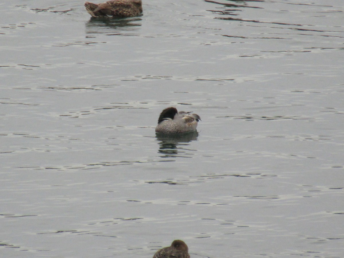 sibirand - ML644863591