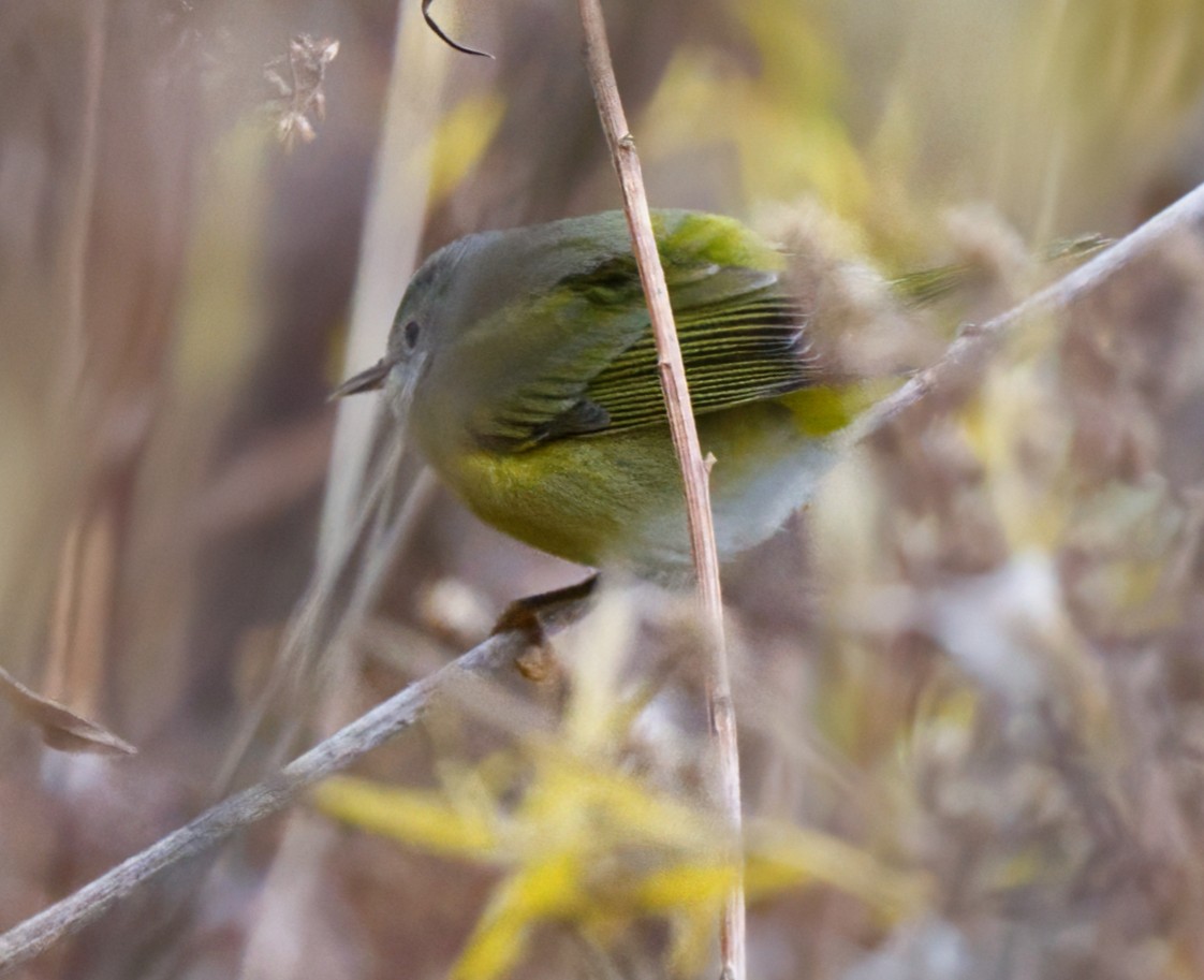 Nashville Warbler - ML644863596