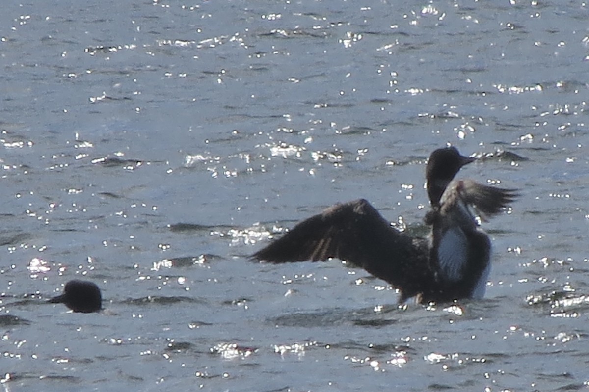 Common Loon - ML644863598