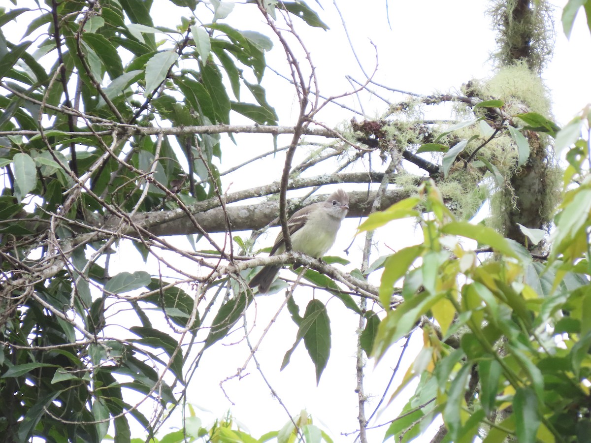 Yellow-bellied Elaenia - ML644863599
