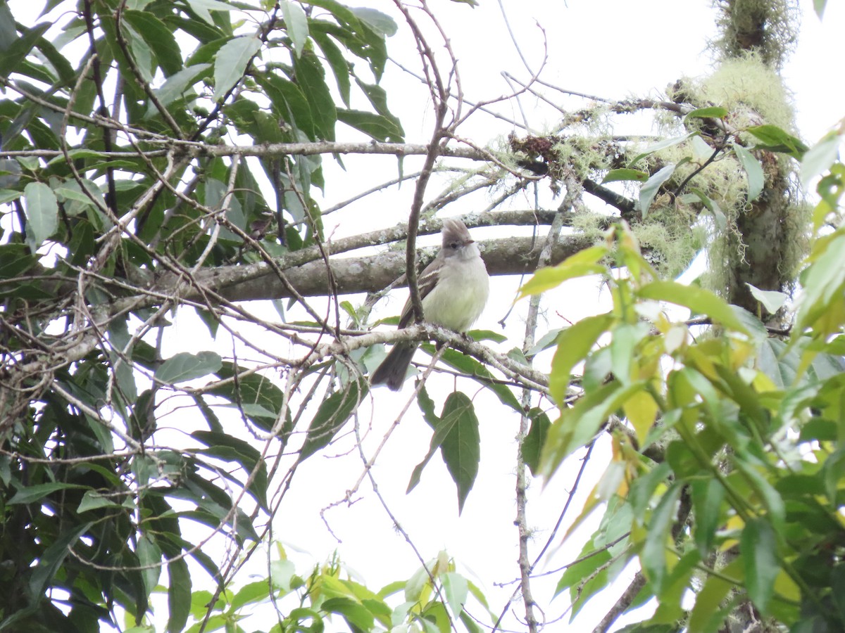 Yellow-bellied Elaenia - ML644863600