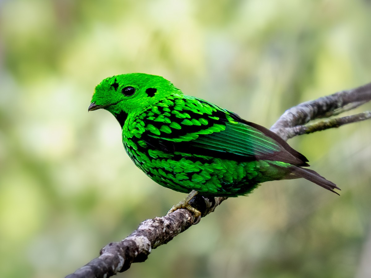 Дзьобочуб чорногорлий - ML644863608