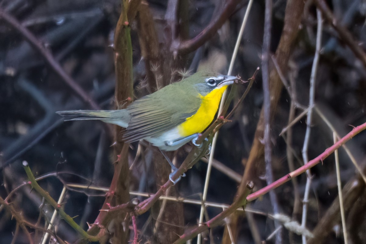 Yellow-breasted Chat - ML644863616
