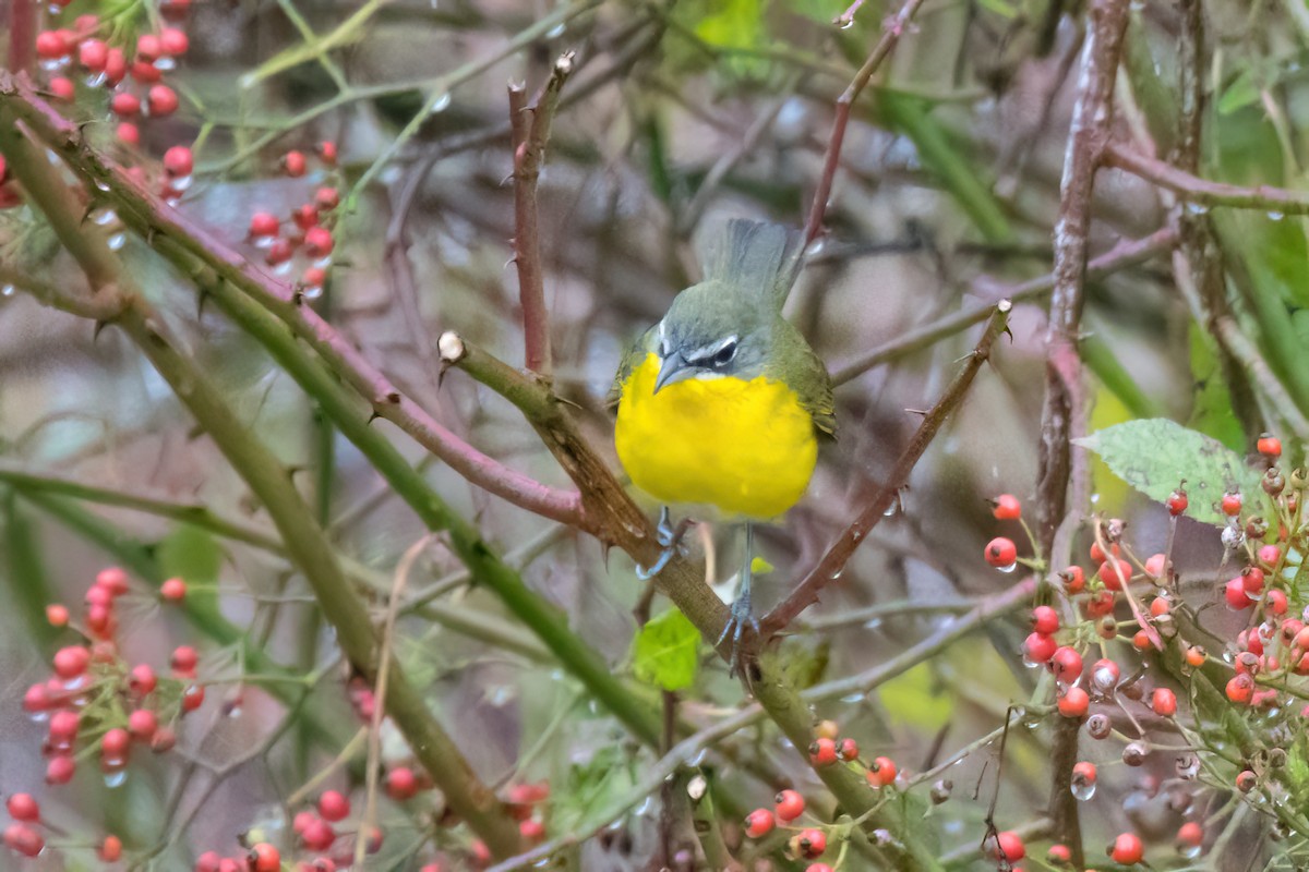 Yellow-breasted Chat - ML644863617