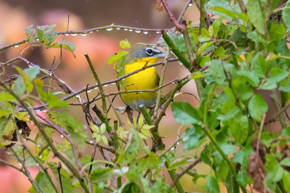 Yellow-breasted Chat - ML644863618