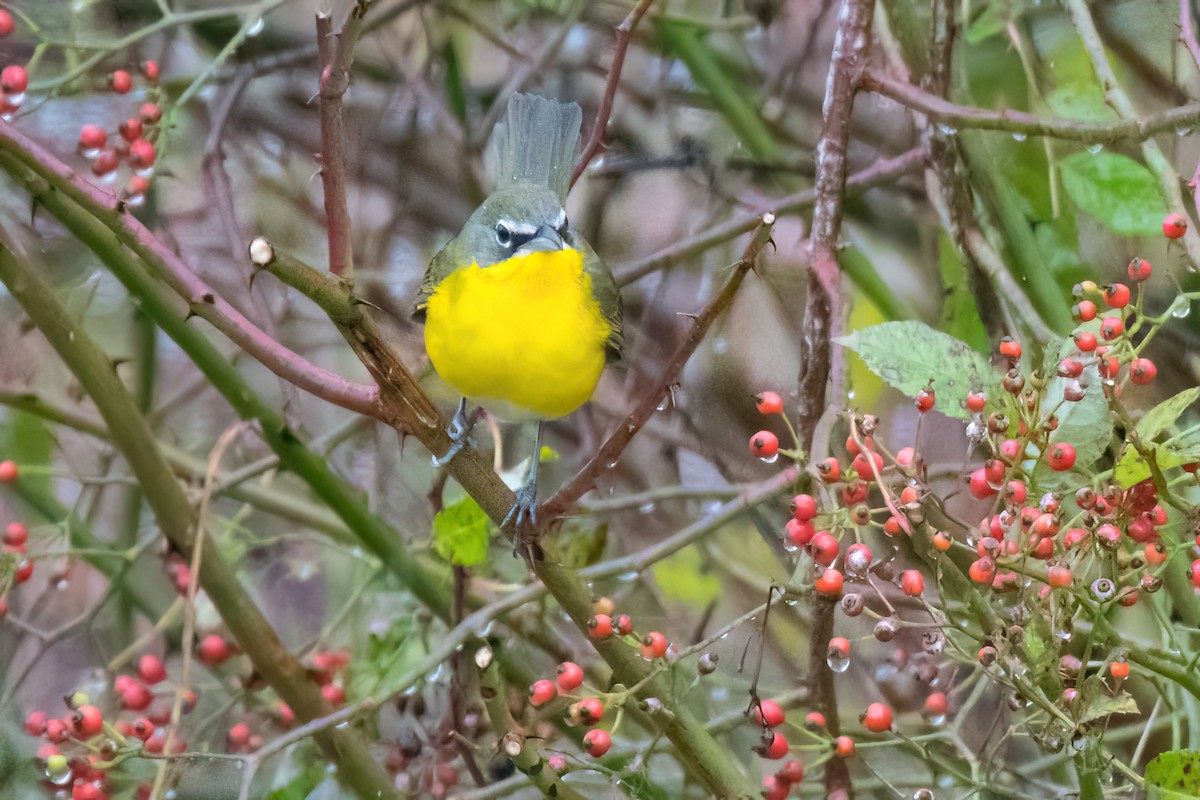 Yellow-breasted Chat - ML644863619