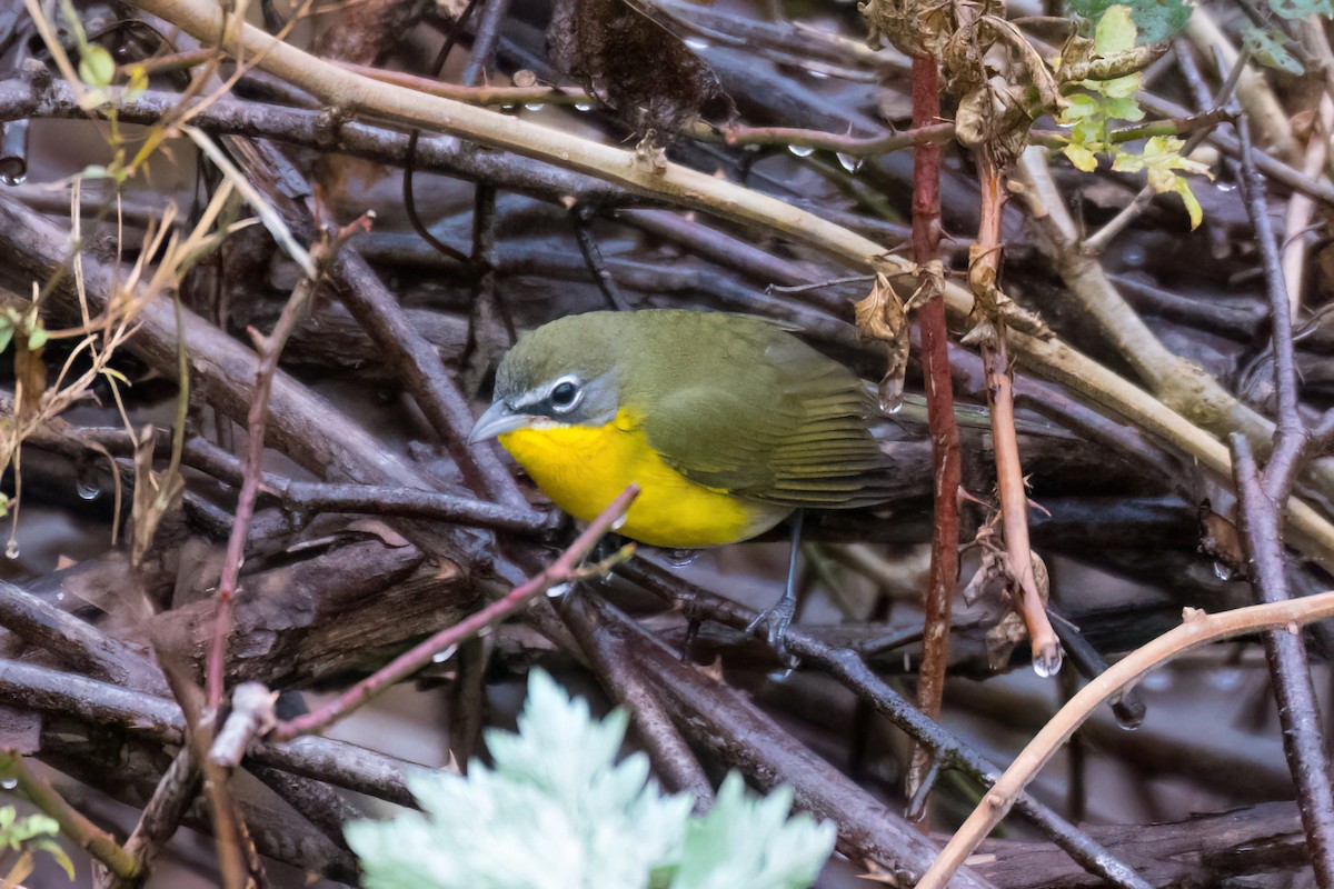 Yellow-breasted Chat - ML644863620