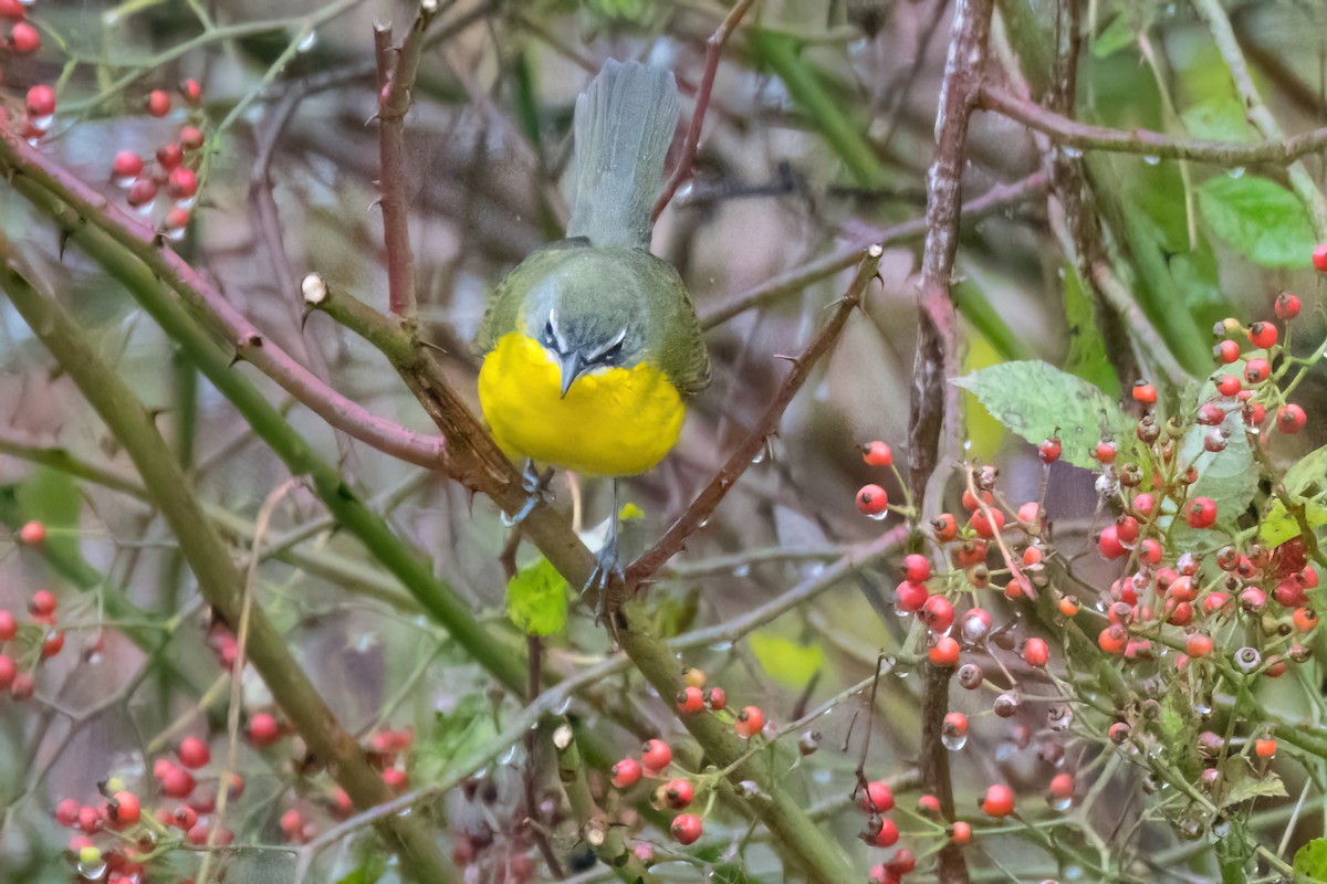 Yellow-breasted Chat - ML644863621