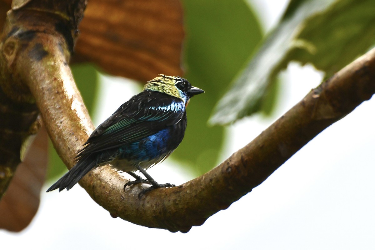 キンズキンフウキンチョウ - ML644863623