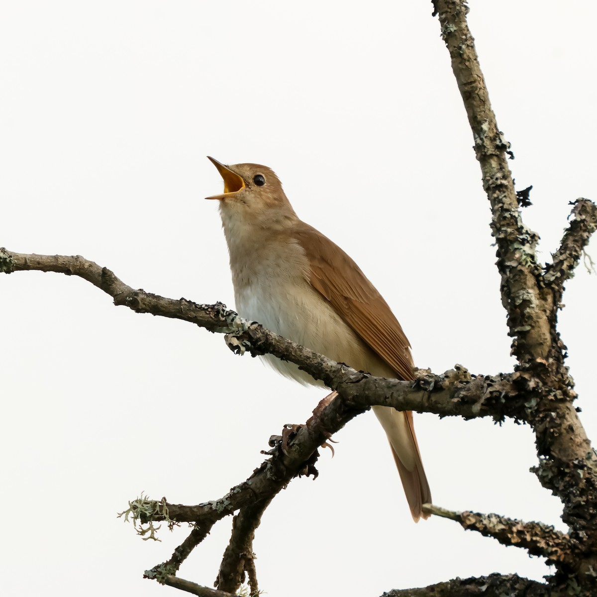 Ipar-urretxindorra - ML644863626