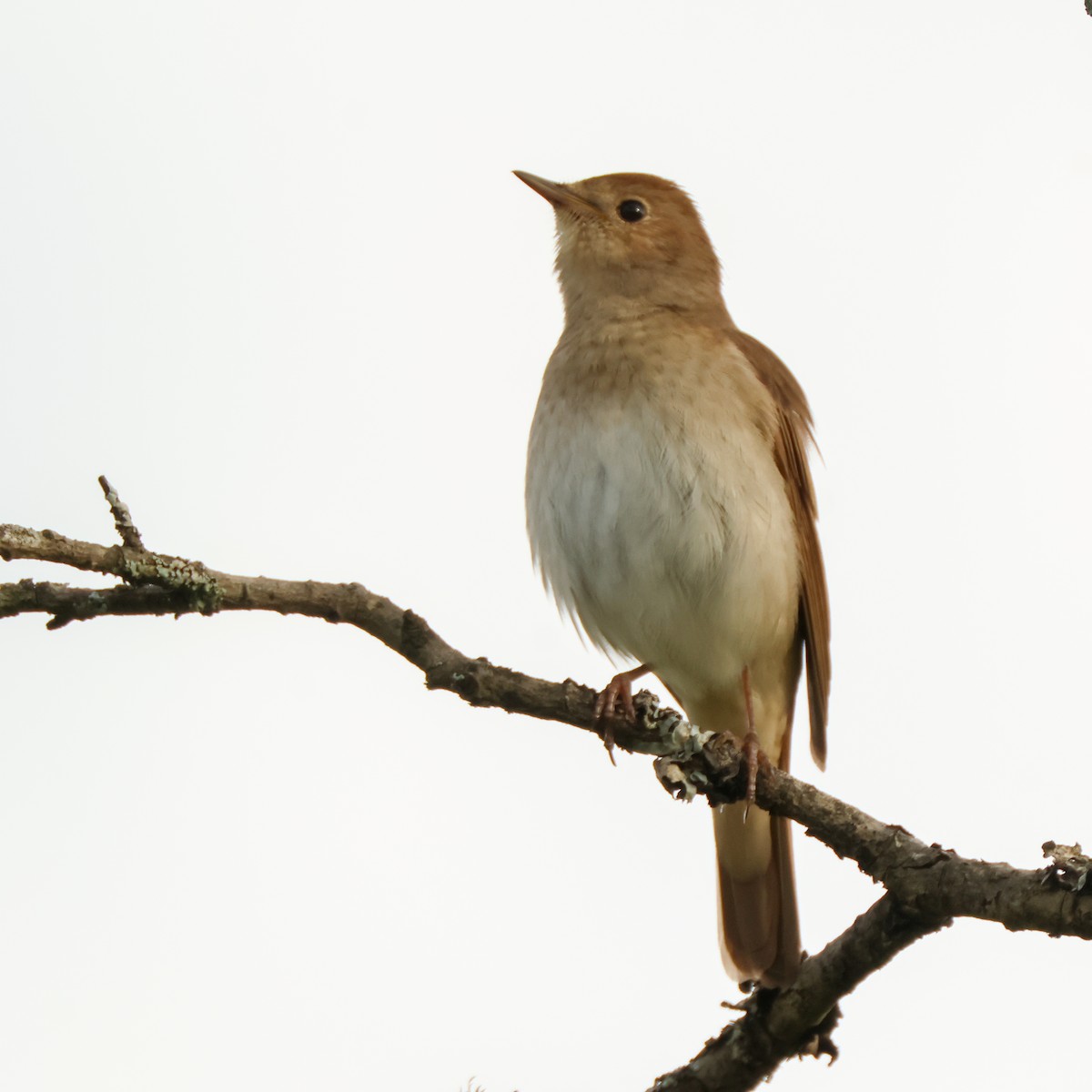 Ipar-urretxindorra - ML644863627