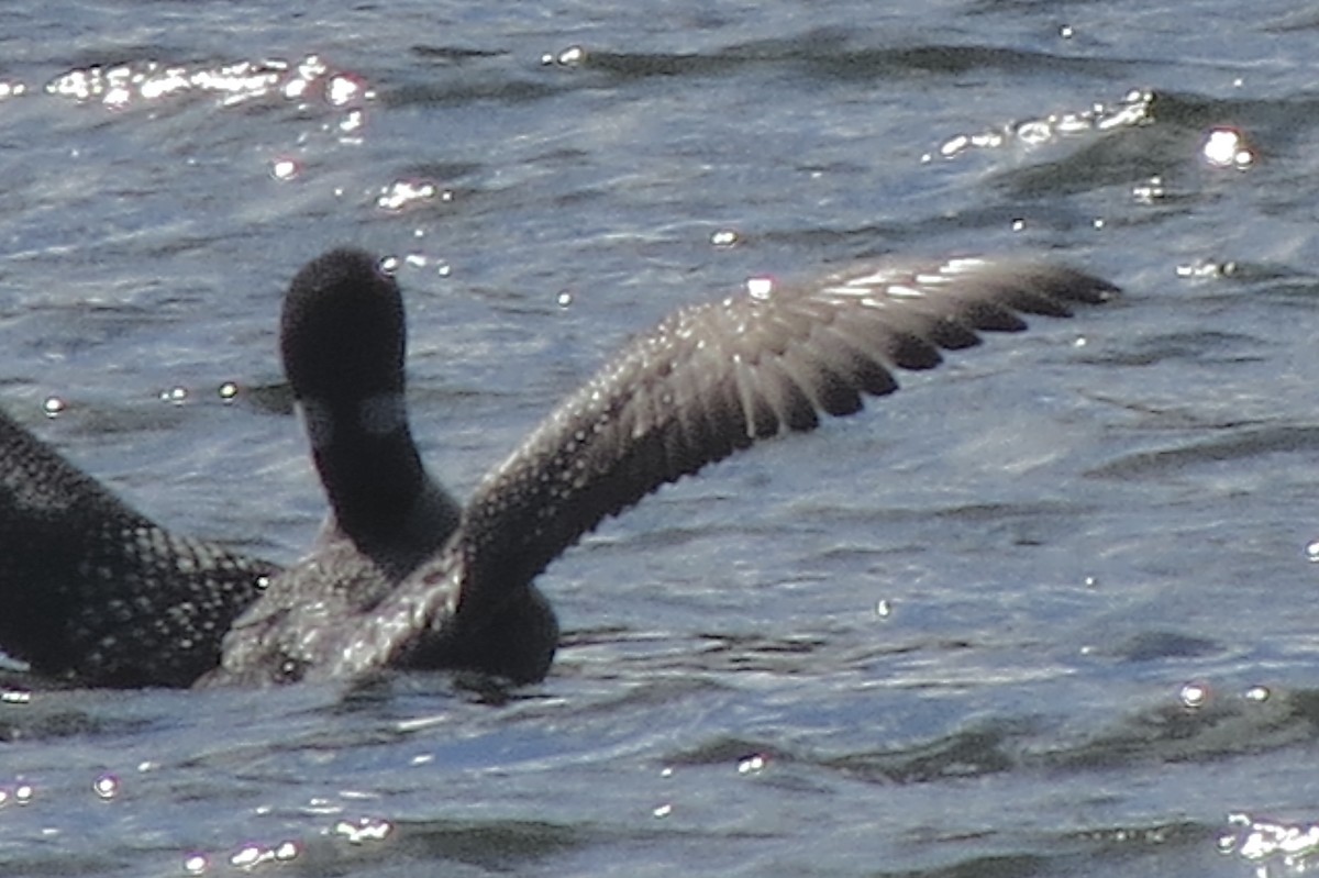 Common Loon - ML644863640