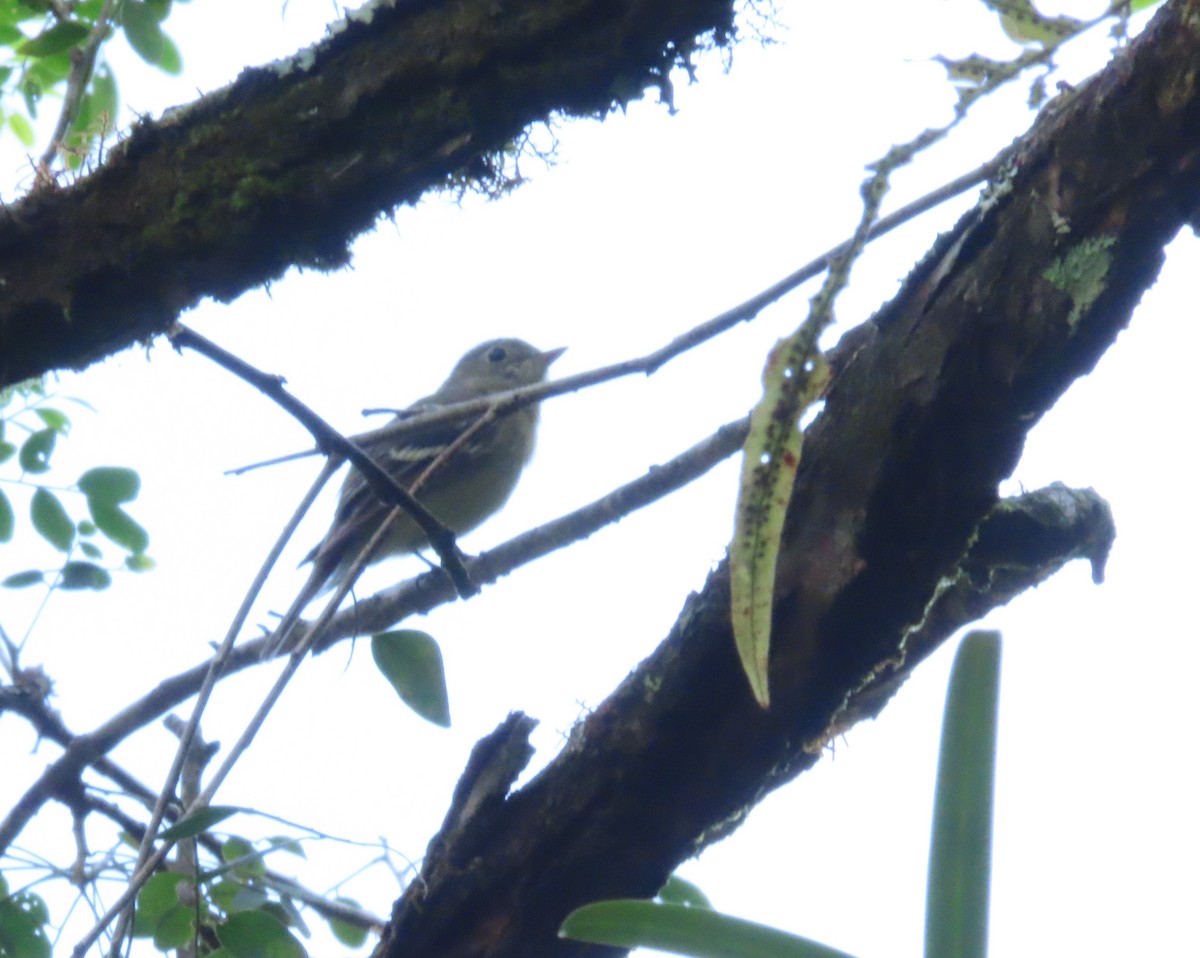 חטפית צהובת-גחון - ML644863651