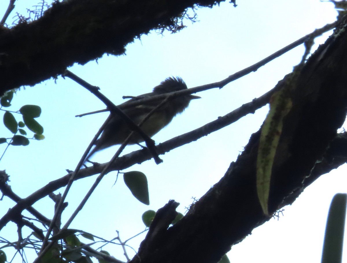 חטפית צהובת-גחון - ML644863654