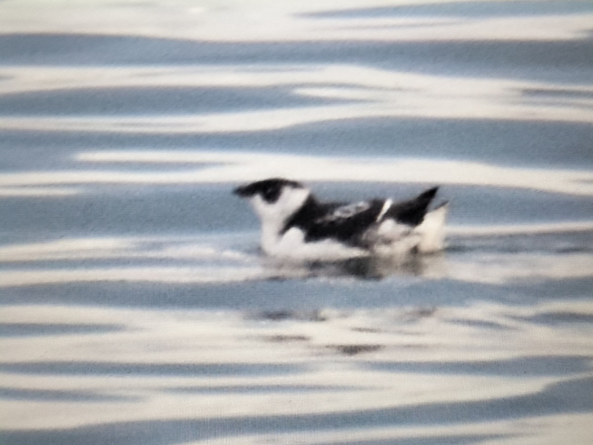 alkekonge - ML644863655