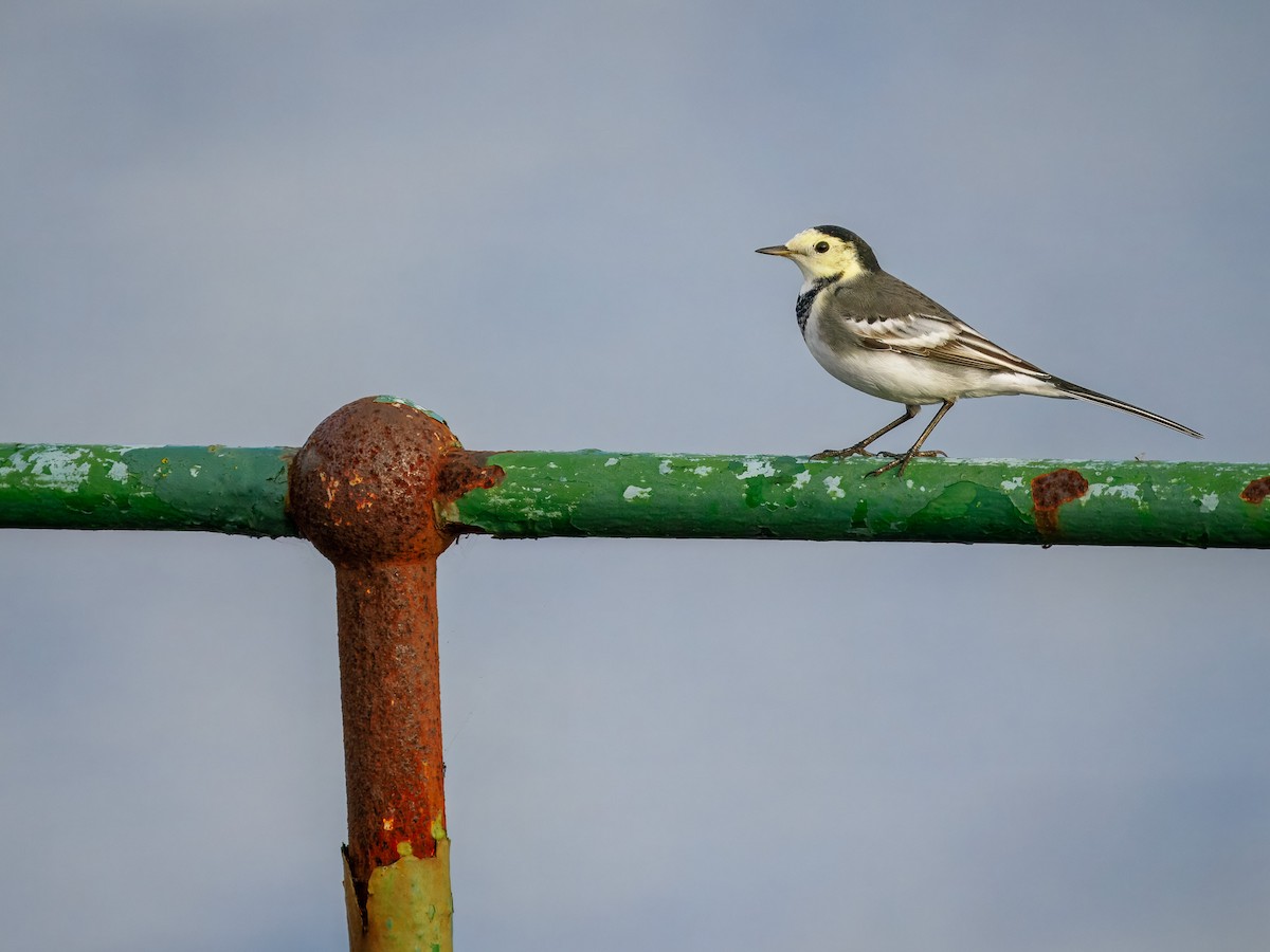 konipas bílý (ssp. yarrellii) - ML644863668