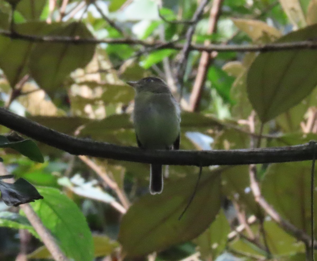 חטפית צהובת-גחון - ML644863669