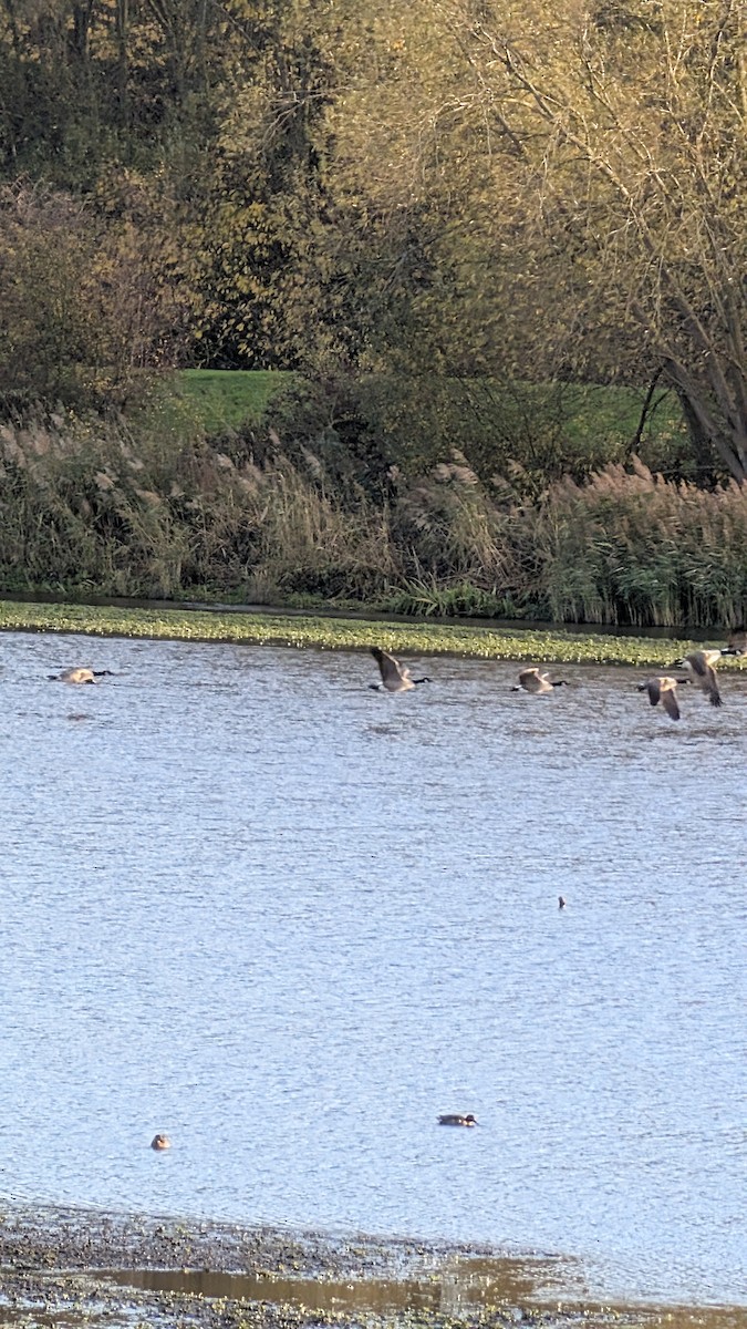 Canada Goose - ML644863673