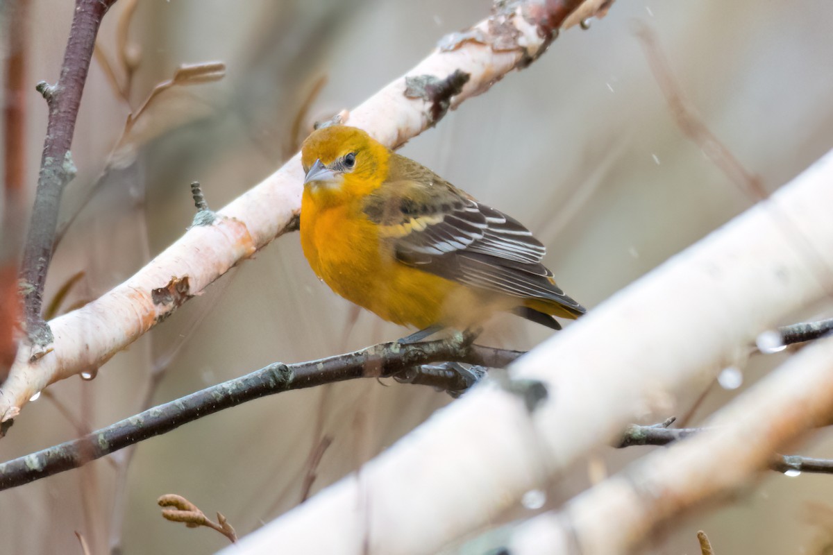 ボルチモアムクドリモドキ - ML644863683