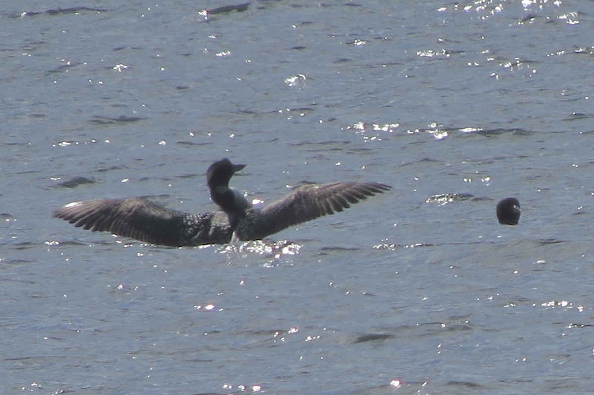 Common Loon - ML644863684