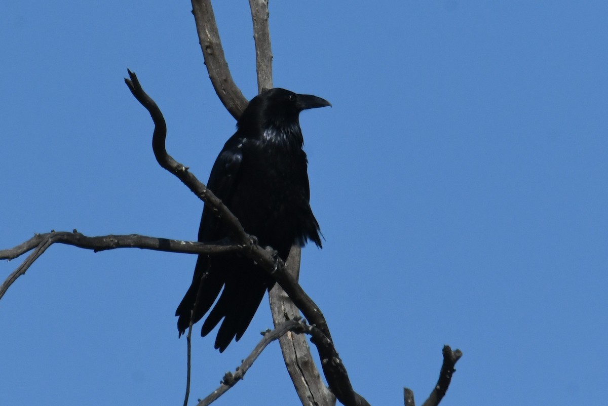 Common Raven - ML644863697