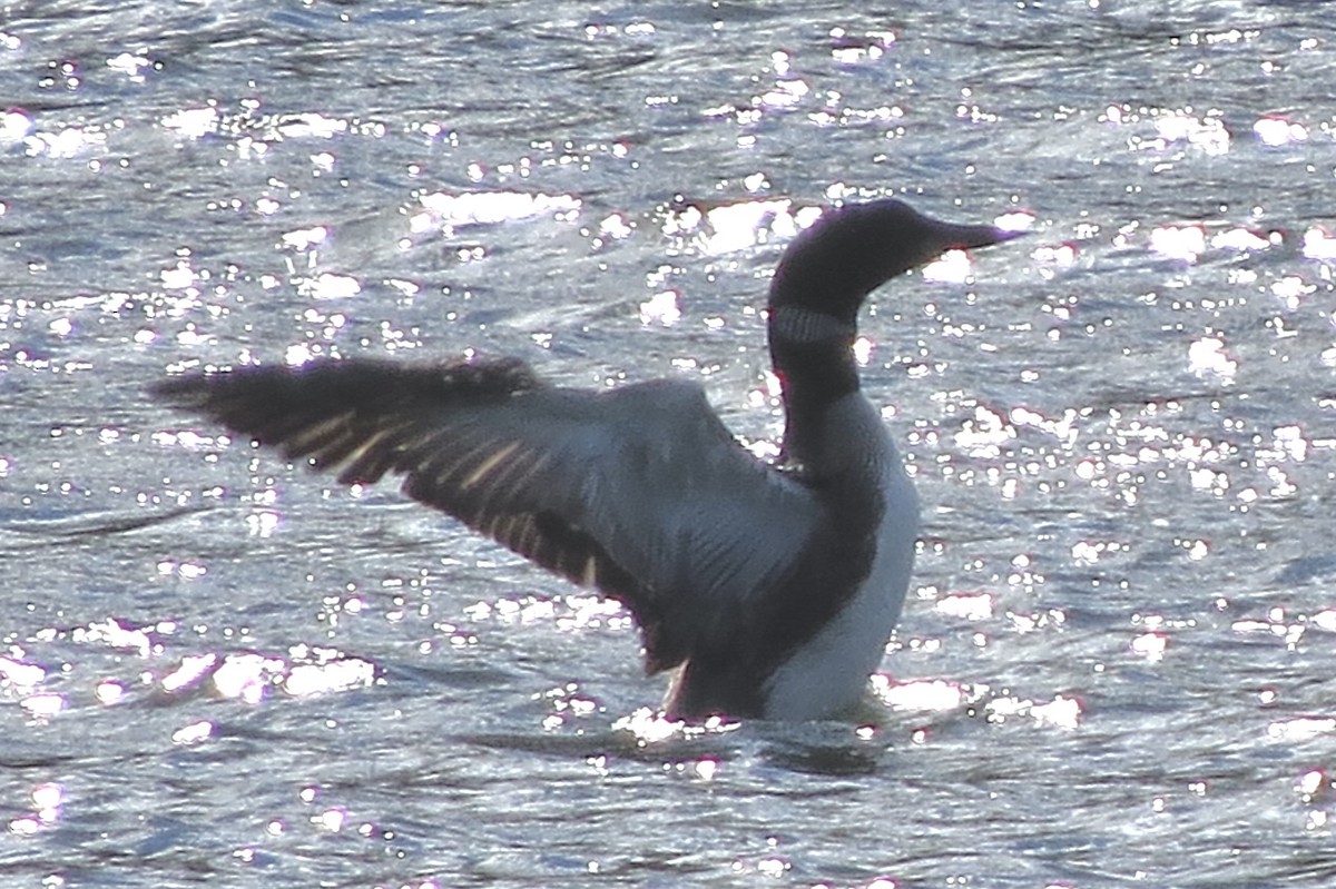 Common Loon - ML644863705