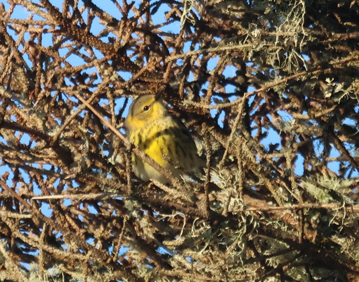 Cape May Warbler - ML644863715