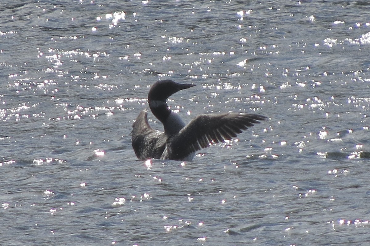 Common Loon - ML644863724