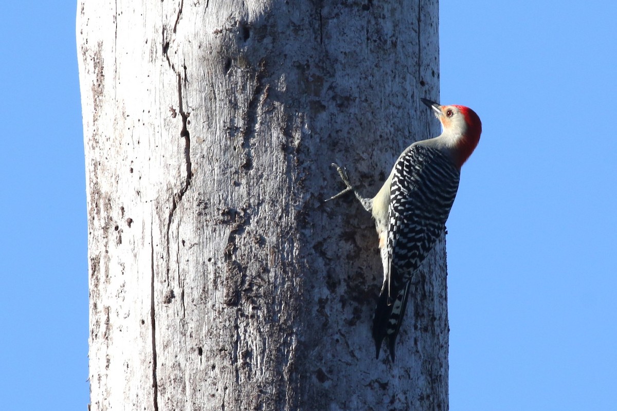 Red-bellied Woodpecker - ML644863738