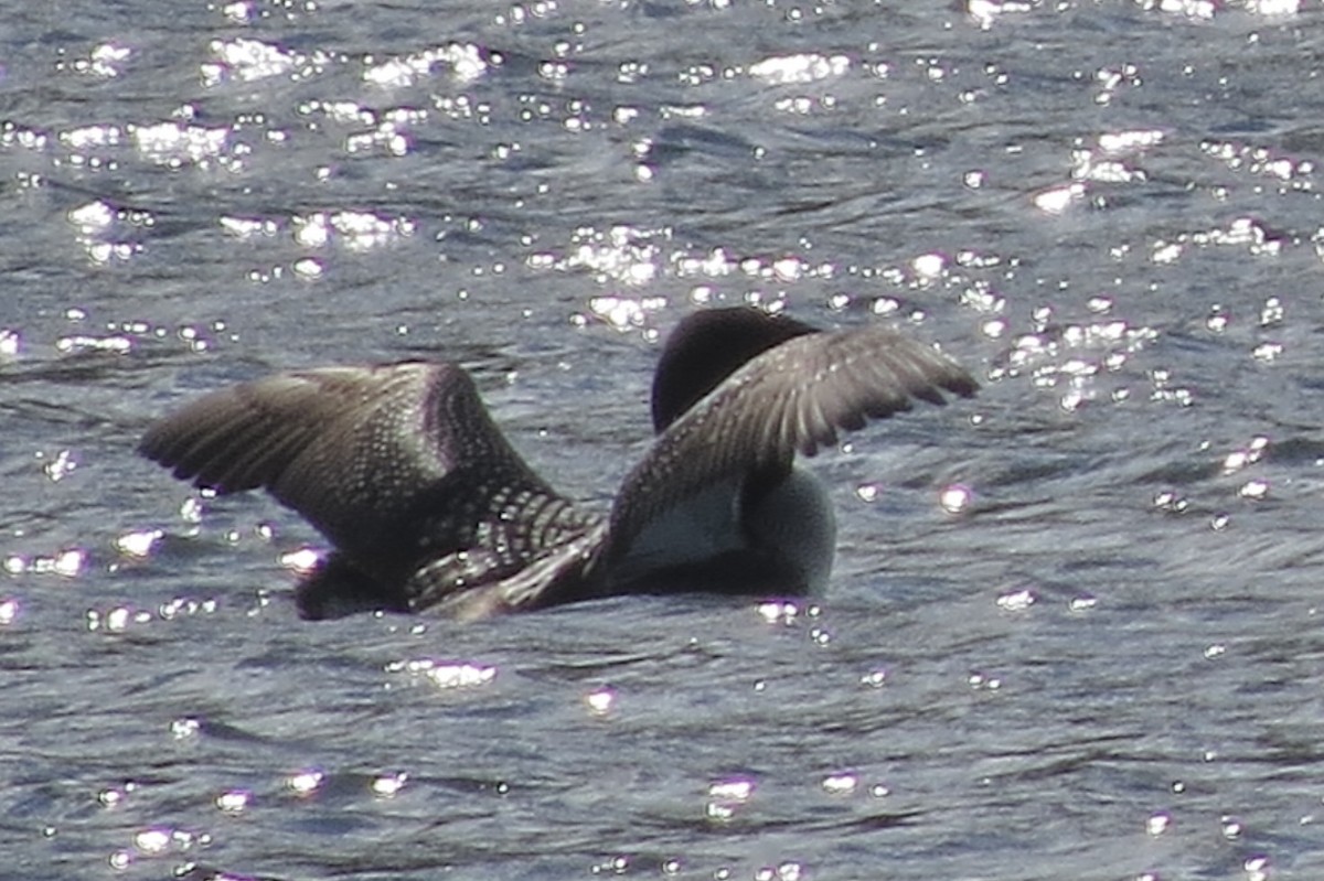 Common Loon - ML644863757