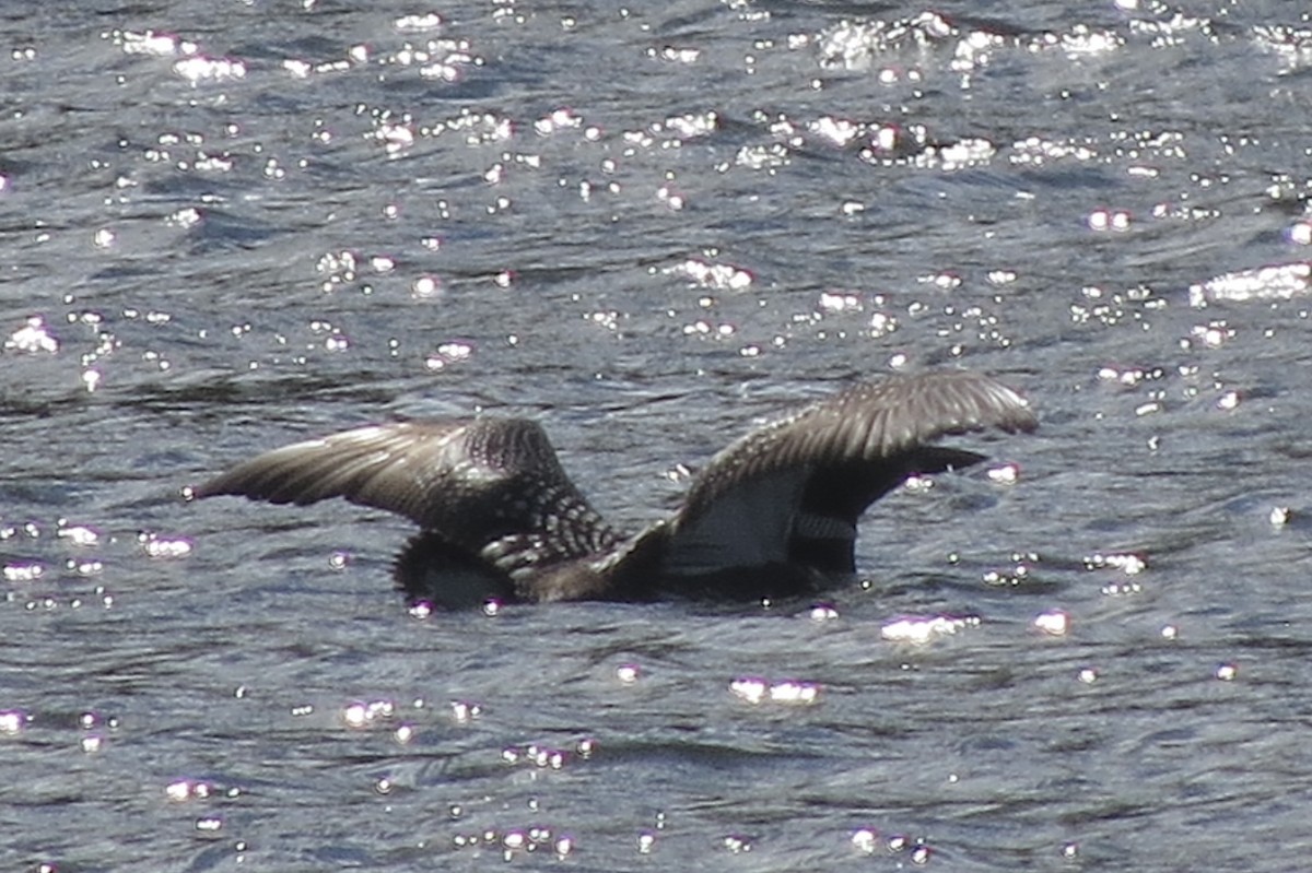 Common Loon - ML644863758