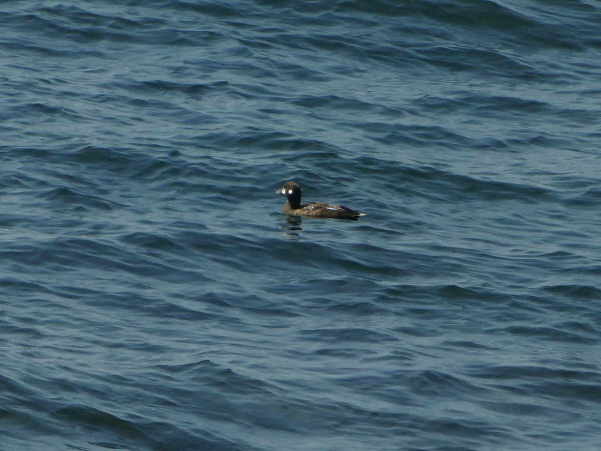 Harlequin Duck - ML644863759