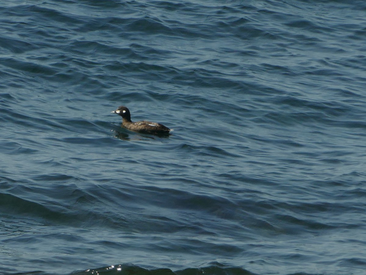 Harlequin Duck - ML644863760