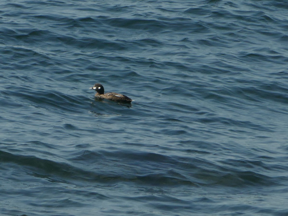 Harlequin Duck - ML644863761